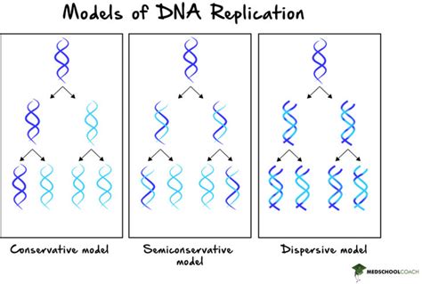 semi conservative in dna replication